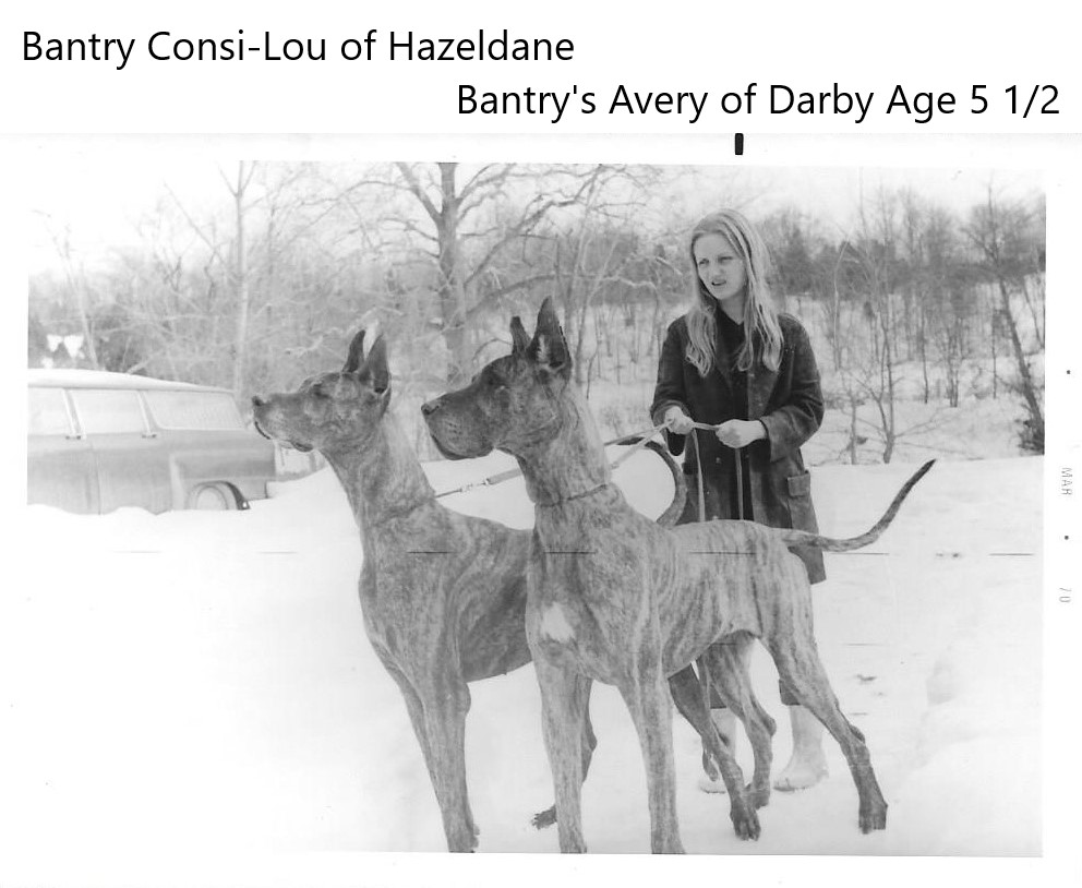 Bantry Consi-Lou of Hazeldane and Bantrys Avery of Darby